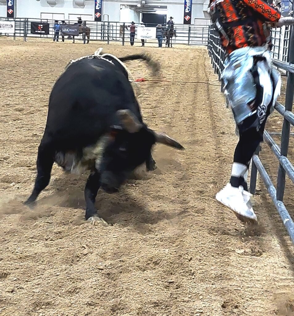 In bull-riding event, second of three images,  the enormous rough-stock bull, horns-down, charges the rodeo clown whose leg dangles inches from the bull at Priefert Pavilion as seen as: rodeo Elko HS; rodeo Eureka HS; rodeo Fernley HS; and rodeo Fallon HS.