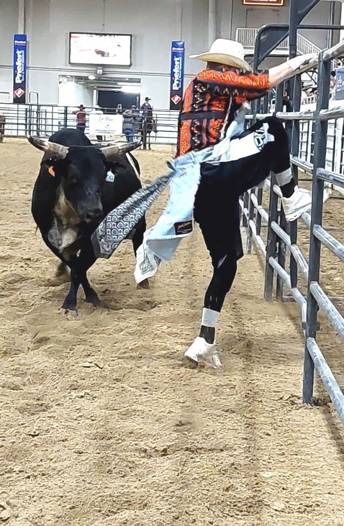 In bull-riding event, first of three images, a rodeo clown frantically climbs a heavy-duty corral fence before the enormous rough-stock bull charges him at Priefert Pavilion as seen at: rodeo Alamo HS; rodeo Battle Mountain HS; rodeo Boulder City HS; and rodeo Pahrump Valley. 