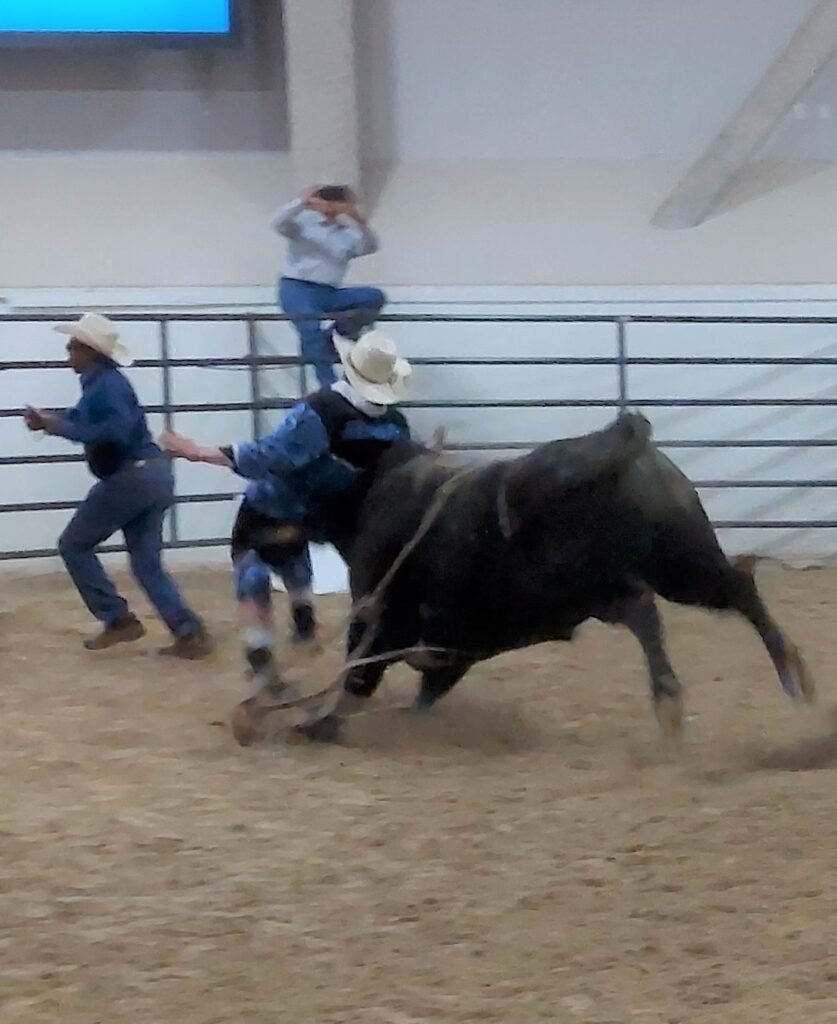 In bull riding event, a rough-stock two-thousand pound bull charges a rodeo clown from behind hitting him in the back and lifting him in the air at Priefert Pavilion as seen in rodeos: Alamo, Battle Mountain; Boulder City; Pahrump; Pahrump Valley; Elko; Eureka; Fallon; Fernley; Humboldt; Las Vegas; Moapa; Moapa Valley; Spanish Springs; Washoe; Wells; White Pine; NSHSRA; Priefert Pavilion; & South Point;