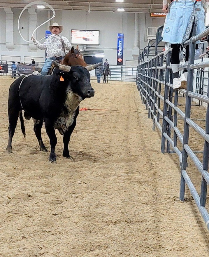 In bull-riding event, third of three images, the enormous rough-stock bull stands panting staring at the rodeo clown, now safe, who balances at the very top of the corral fence at Priefert Pavilion as seen as: rodeo Humboldt  HS; rodeo Las Vegas HS; rodeo Moapa Valley; & rodeo Spanish Springs HS.
