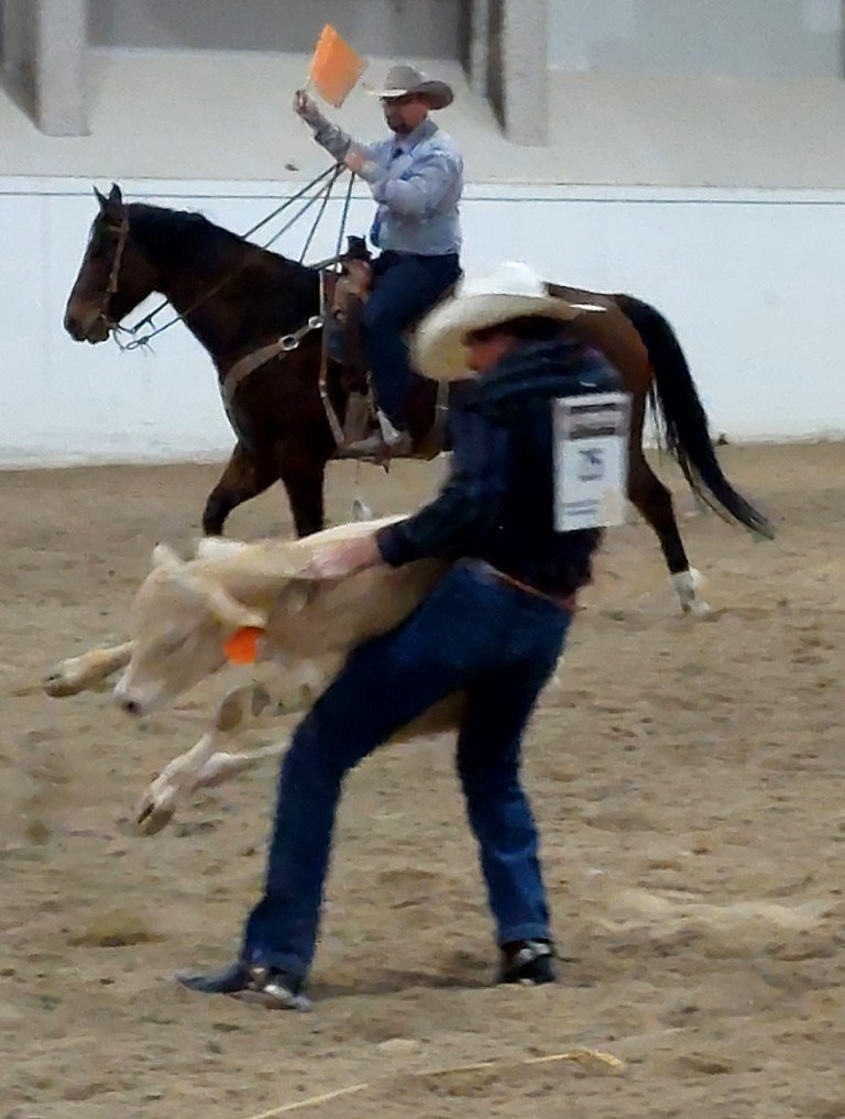 In breakaway event, a male contestant picks up a flailing cow before his tie-down at Priefert Pavilion as seen at: rodeo Alamo; rodeo Battle Mountain; rodeo Boulder City; and rodeo Pahrump Valley.