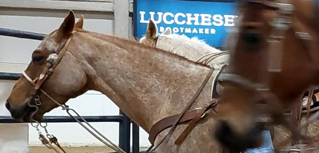 Pre-rodeo, closeup of a resting horse as seen at: rodeo Humboldt  HS; & rodeo Moapa Valley; rodeo Spanish Springs HS; and rodeo NSHSRA.