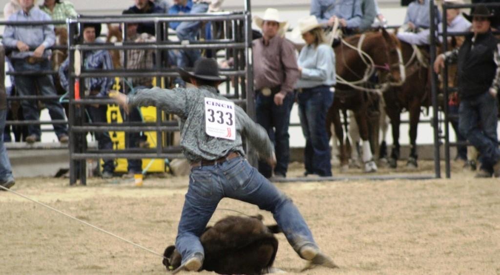 In boy's breakaway event, cowboy ties steer's leg fast finish as people look on as seen in high school rodeos: Alamo; Battle Mountain; Boulder City; Pahrump; Pahrump Valley; Elko; Eureka; Fallon; Fernley; Humboldt; Moapa Valley; Spanish Springs; Washoe; Wells; White Pine; NSHSRA; Priefert Pavilion; & South Point.