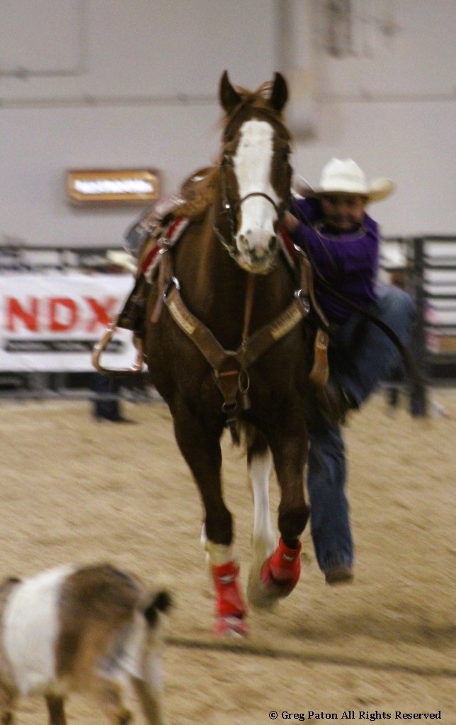 In goat tie-down event, cowboy prepares galloping dismount as he spies goat in time trials at Priefert Pavilion as seen in high school rodeos: Alamo; Battle Mountain; Boulder City; Pahrump; Pahrump Valley; Elko; Eureka; Fallon; Fernley; Humboldt; Moapa Valley; Spanish Springs; Washoe; Wells; White Pine; NSHSRA; Priefert Pavilion; & South Point.